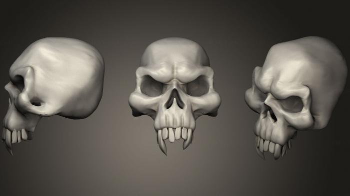 Anatomy of skeletons and skulls (ANTM_1063) 3D model for CNC machine